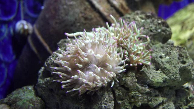 Sea anemone in a dark aquarium