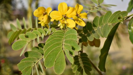 Cassia surattensis, also known as cassia alata.