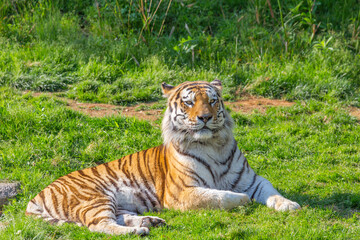 Tiger in a wildlife zoo - one of the biggest carnivore in nature.