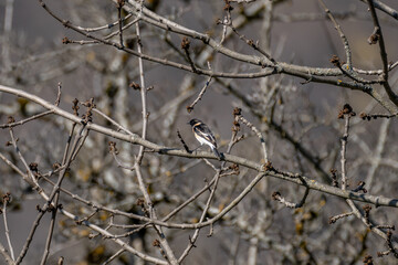 Fototapeta na wymiar A small bird on a tree