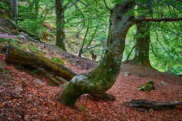 Fall colors and curved trees inside the forest