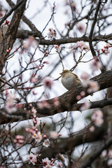 A small bird on a flowering tree