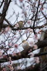 A small bird on a flowering tree