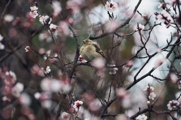 A small bird on a flowering tree