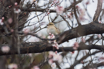 A small bird on a flowering tree