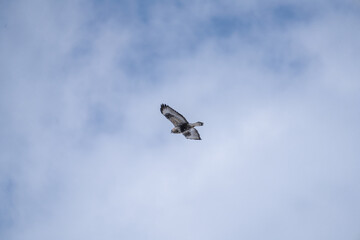 Fototapeta na wymiar buzzard, Buteo lagopus, Georgia