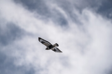 buzzard, Buteo lagopus, Georgia