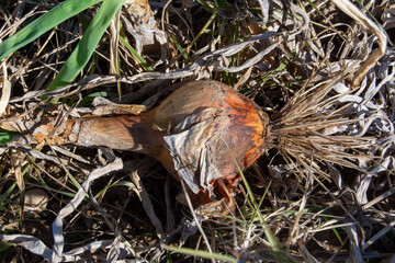 Cebolla en el huerto