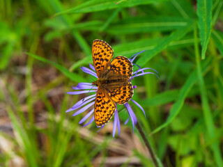 Bright natural background with a butterfly. Selective focus shot of a Mother-of-pearl (Boliria...