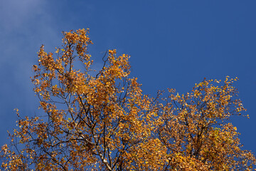 Fototapeta premium The yellow Autumn leaves of the Silver birch