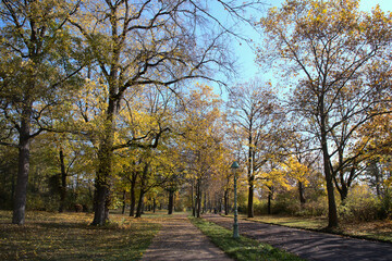 Obraz premium Colourful Autumn trees in the city park