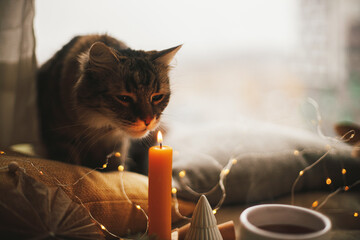 Cute tabby cat portrait at candle light at christmas stars, pine trees, tea. Atmospheric Hygge