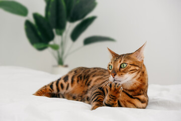 Purebred striped bengal cat,lying on bed rosette in gold by green plant on white background,...