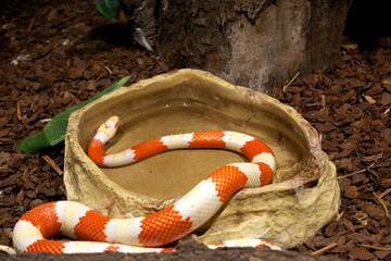 Nelson's Milk Snake - Lampropeltis triangulum nelsoni