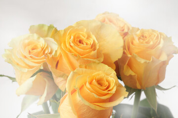 Blur soft focus yellow pastel colorRose bud. Flower bouquet background.