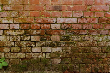 alte Ziegelwand mit Moos, vintage backgraund, wallpaper, Textur