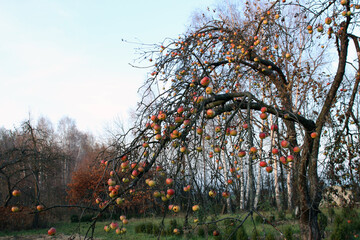 zimowe jabłka na drzewie jesienią - obrazy, fototapety, plakaty