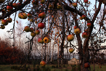 zimowe jabłka na drzewie jesienią - obrazy, fototapety, plakaty