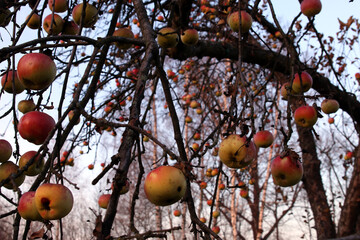 zimowe jabłka na drzewie jesienią © Lula4ever