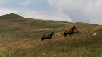 Fototapeta na wymiar Beautiful mountain landscape and sky. Two beautiful horses. Nature, wildlife and mountain climbing idea.