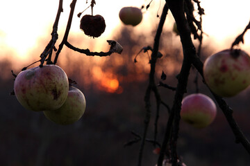 zimowe jabłka na drzewie jesienią