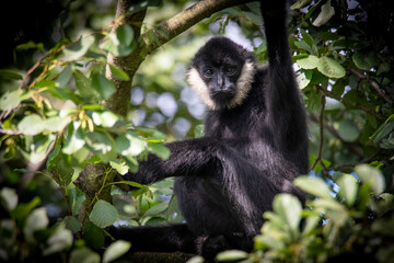 Obraz premium Northern white-cheeked gibbon - Nomascus leucogenys