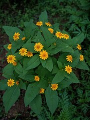 Yellow colour beautiful flowers plant in srilanka