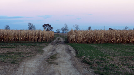 droga pomiędzy polami kukurydzt