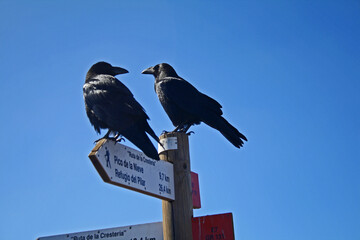 crows resting at an indicative point of direction on a mountain route and at the top of a summit
