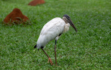 Jabiru bird (Mycteria americana) on the grass . The world's most ugly bird. 
