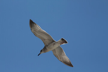 Obraz premium Seagull on the shallow sea of ​​Romania