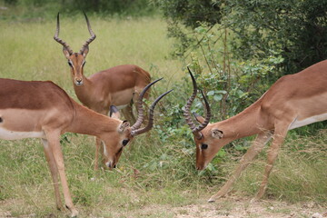 Springbok fighting in Kruger National Park