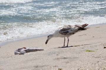Seagull on the beach