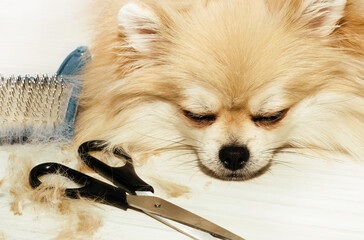 Dog grooming at home. Happy pomeranian spitz sleeps after cutting and combing