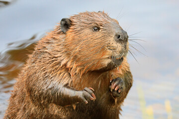 A close-up portrait view of a North American beaver, Quebec, Canada - obrazy, fototapety, plakaty