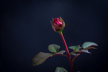 A beautiful red rosebud on a dark background. - obrazy, fototapety, plakaty
