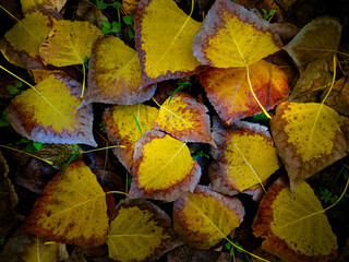 collage de hojas caducas de haya caídas en otoño, idóneas para fondo de pantalla 