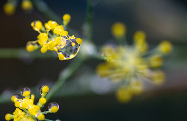 Gotas em plantas