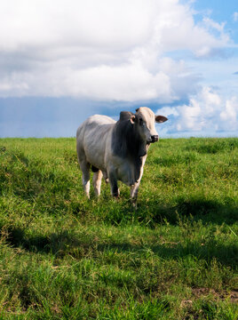 touro boi nelore  PO Bull Brasil