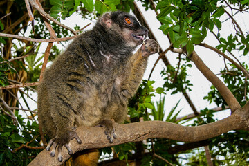 The inhabitants of the zoo on the island of Tenerife