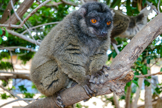 The inhabitants of the zoo on the island of Tenerife