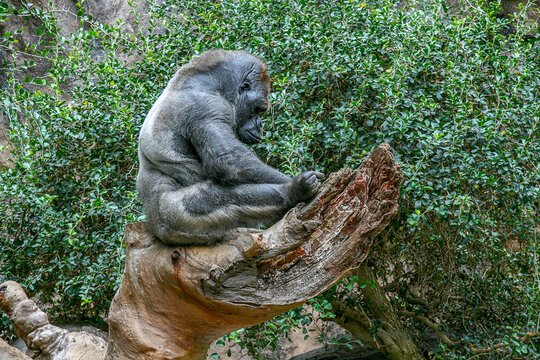 The inhabitants of the zoo on the island of Tenerife