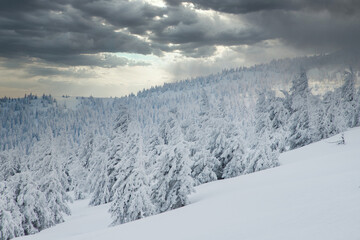 Obraz premium amazing winter landscape with snowy fir trees