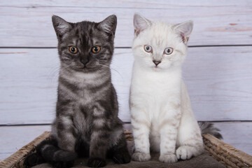 Katzen auf dem Kratzbaum