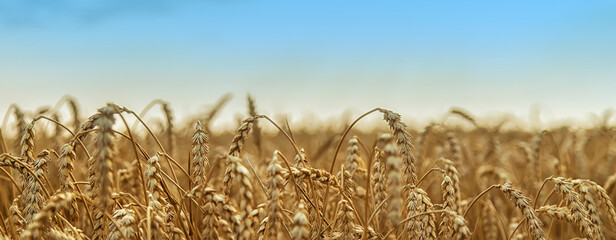 The wheat field is yellow in summer. Selective focus. © yanadjan