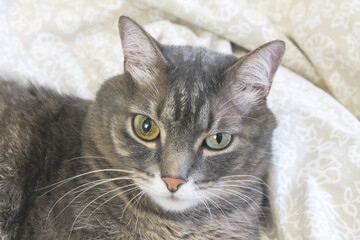 Cute gray striped domestic cat with different eyes lies on the bed. Eye diseases in cats
