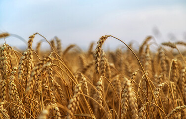 The wheat field is yellow in summer. Selective focus.