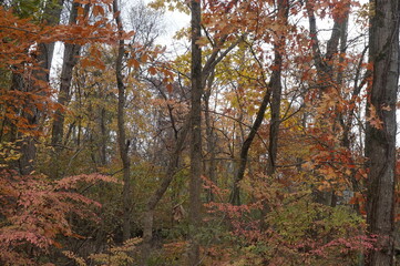 Fototapeta premium Orange Red Crimson Yellow Gold Green Leaves on Woodland Trees in Autumn