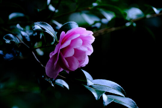 寒椿 Images Browse 744 Stock Photos Vectors And Video Adobe Stock