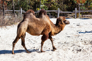 Bactrian Camel. Mammal and mammals. Land world and fauna. Wildlife and zoology.